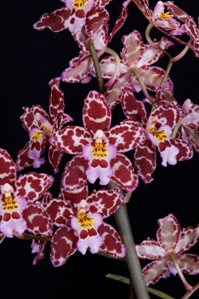 Oncidium N.R. Pacific Palisades AM/AOS 80 pts.